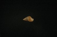 藏品(臺灣山椒蝸牛)的圖片